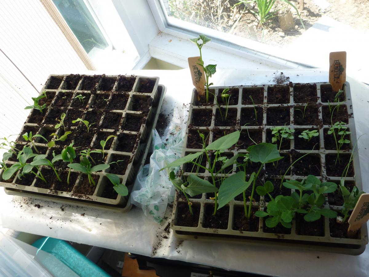seedlings waiting to be planted